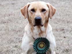 Blitz is a Labrador stud dog at Granite Ledge Kennels