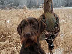 Harry is a pudelpointer with a rooster pheasant