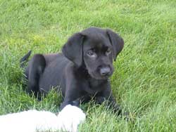 A black lab puppy bred at Granite Ledge Kennels