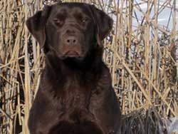 Raider is a Labrador stud dog at Granite Ledge Kennels