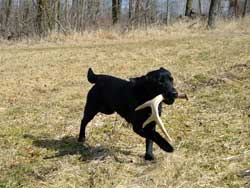 A lab with an antler found while shed hunting