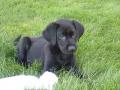 images/1024/lab-puppy-with-dummy.jpg