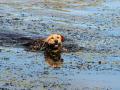 images/1024/water-retrieving-the-duck.jpg