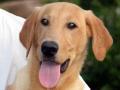 images/1024/yellow-lab-puppy.jpg