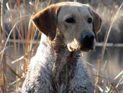 A Yellow Lab professionally trained at Granite Ledge Kennels