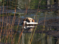 A lab showing versatility with his water retrieve