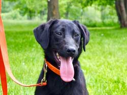 Reba is a female black Labrador hunting dog for sale at Granite Ledge Kennels