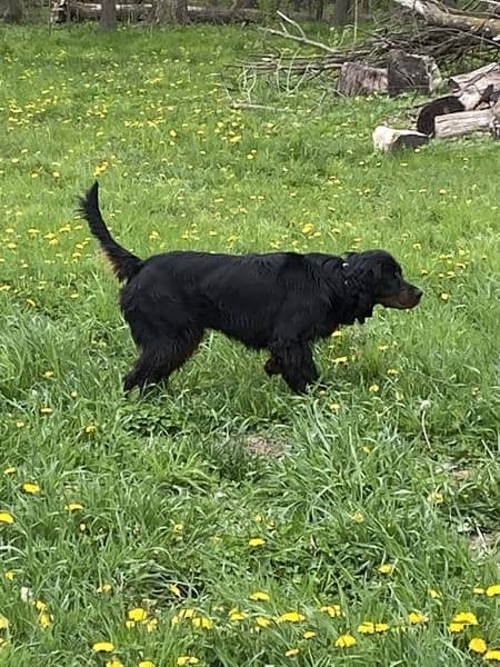 Gordon Setter