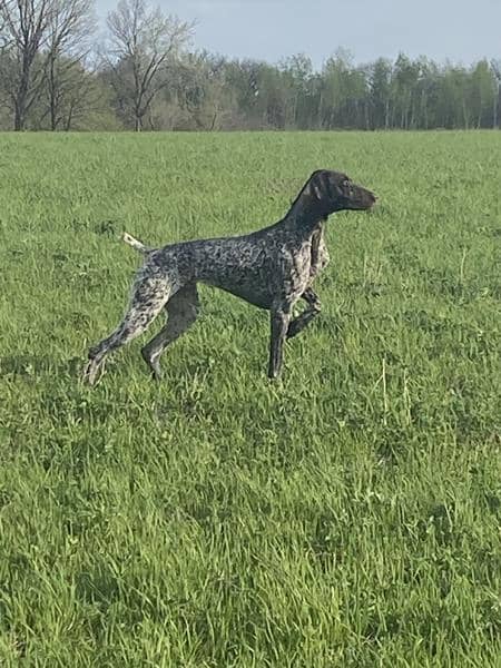 German Short Haired Pointer
