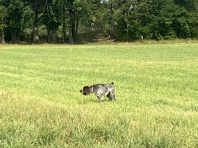 Wire Haired Pointing Griffon