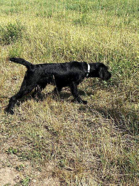 Pudelpointer