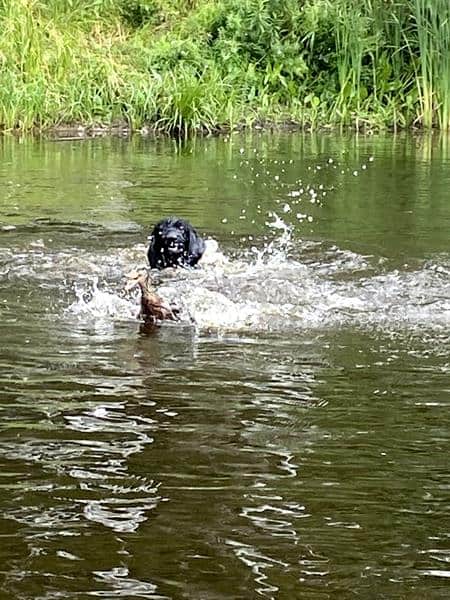 Duck search training