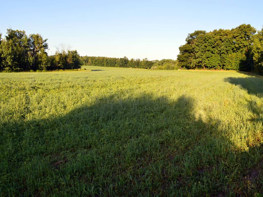 gun dog training field