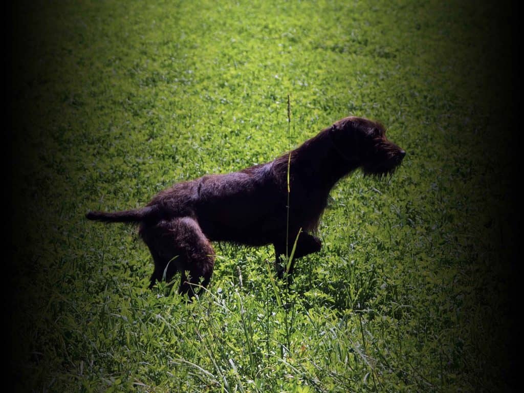 harry pudelpointer 1