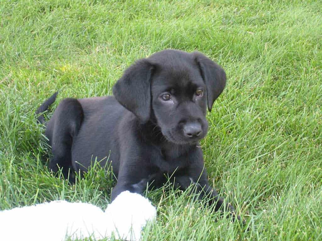 lab puppy with dummy