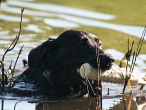 water retrieve