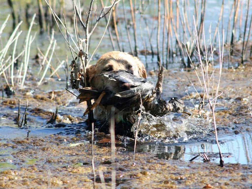 best versatile hunting dogs, yellow lab with duck