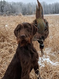 Pudelpointer pheasant hunting