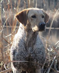 Yellow Lab duck hunting